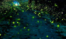 萤火虫视频,捕捉光影之美，探索生活瞬间